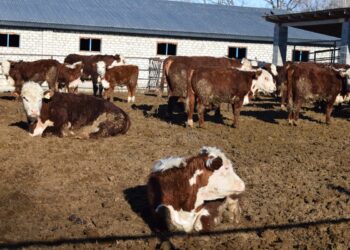 К зимовке скота готовятся в Сарканском районе