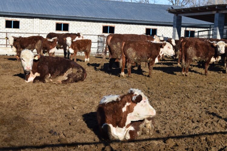 К зимовке скота готовятся в Сарканском районе