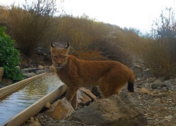 Редкий краснокнижный хищник замечен в нацпарке «Алтын-Эмель»