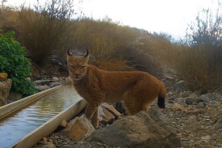 Редкий краснокнижный хищник замечен в нацпарке «Алтын-Эмель»