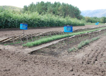 Лесной фонд наращивают в Жетiсу