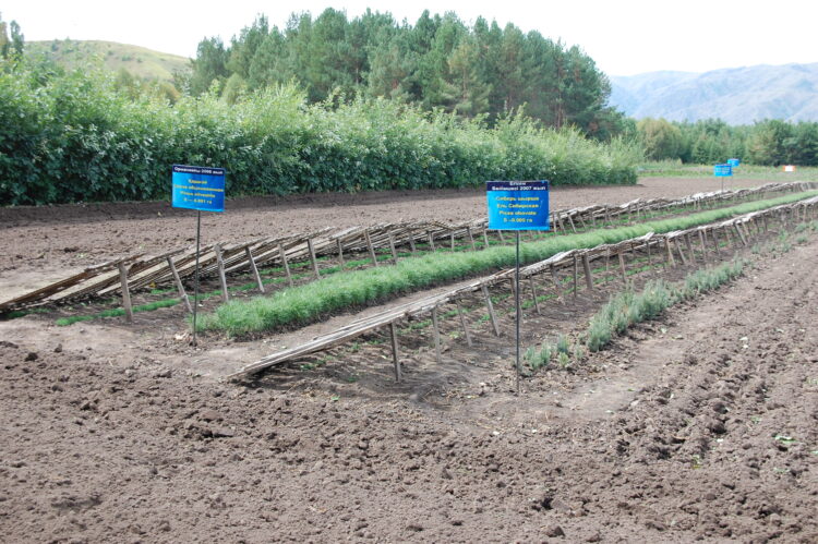 Лесной фонд наращивают в Жетiсу