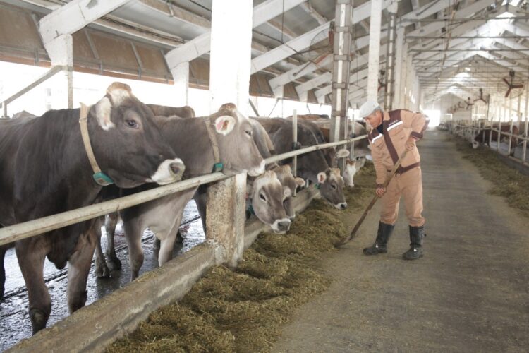 Синергия технологий и инвестиций от «Коктал-Агро»