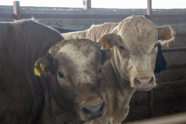 В Кербулакском районе растет скотопоголовье