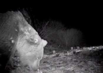 Тяньшанского бурого медведя впервые сфотографировали в парке «Алтын-Эмель»