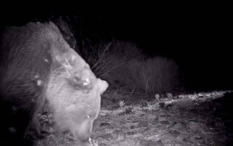 Тяньшанского бурого медведя впервые сфотографировали в парке «Алтын-Эмель»