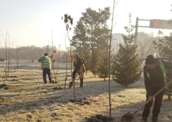 Свыше 7 тысяч деревьев  высажено в Талдыкоргане