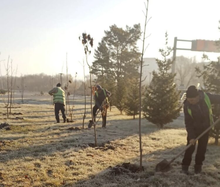 Свыше 7 тысяч деревьев  высажено в Талдыкоргане