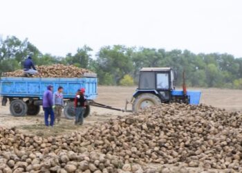 В Талдыкоргане завершили сбор сахарной свеклы