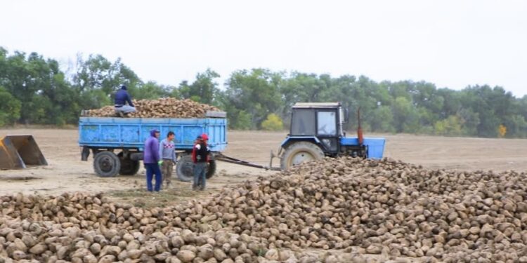 В Талдыкоргане завершили сбор сахарной свеклы