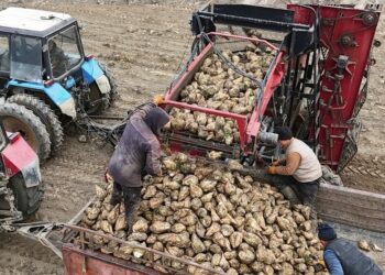 В Талдыкоргане стартовала уборка сахарной свеклы