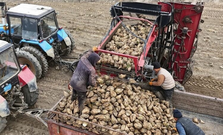 В Талдыкоргане стартовала уборка сахарной свеклы