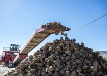 Больше половины урожая сахарной свеклы собрали в Жетісу