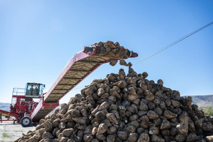 Больше половины урожая сахарной свеклы собрали в Жетісу