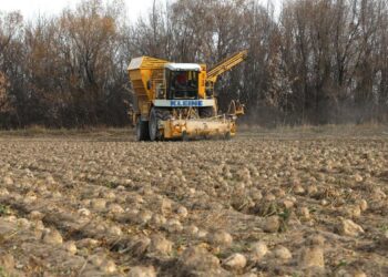 Уборку сахарной свеклы завершают в Саркане