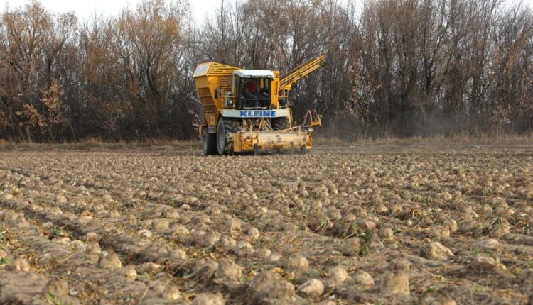 Уборку сахарной свеклы завершают в Саркане