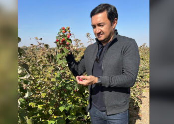 Ягодный сезон в Жетісу: фермеры делают ставку на клубнику