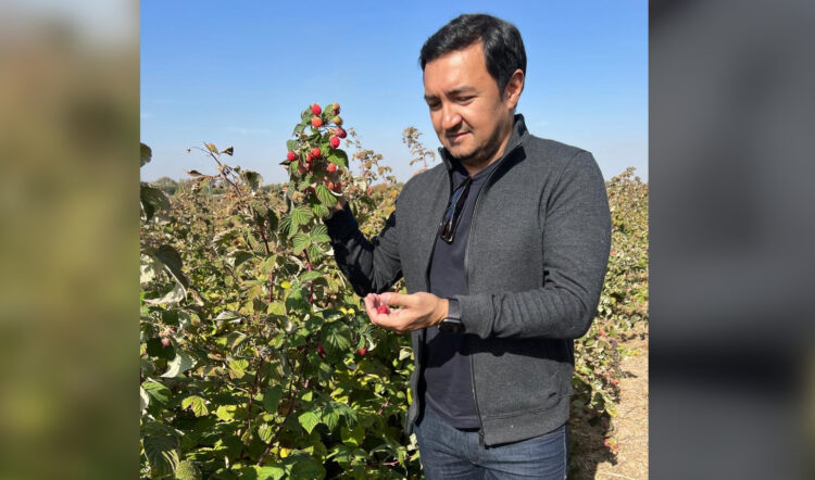 Ягодный сезон в Жетісу: фермеры делают ставку на клубнику