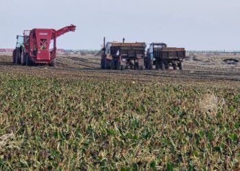 Аграрии Алакольского района завершили уборку с впечатляющими результатами