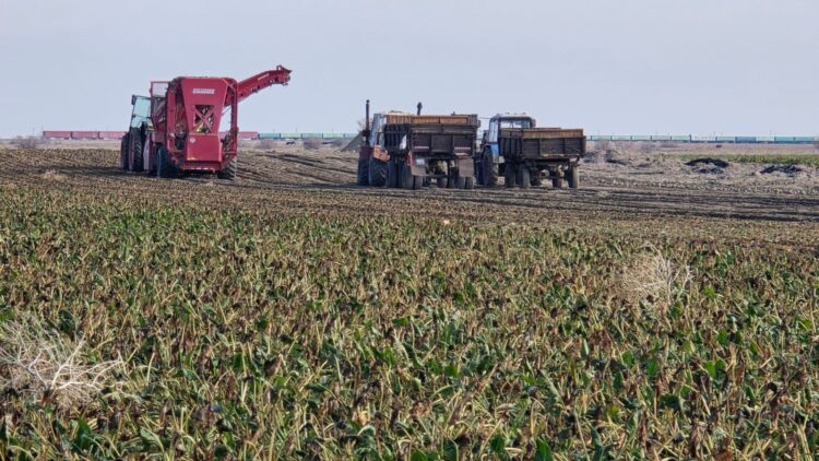 Аграрии Алакольского района завершили уборку с впечатляющими результатами