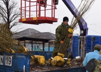 Оригинальную идею озеленения города применили в Талдыкоргане