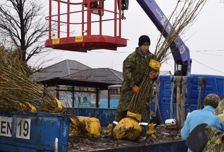 Оригинальную идею озеленения города применили в Талдыкоргане