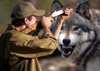 «Е-лицензиялау» порталы арқылы аңшылыққа рұқсат алудың жолдары