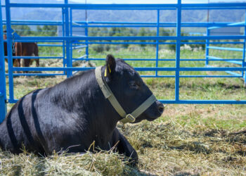 Казахстан расширяет географию экспорта