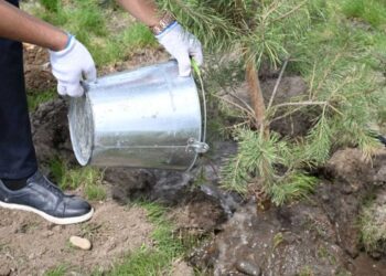 Масштабное озеленение Казахстана выходит на финишную прямую