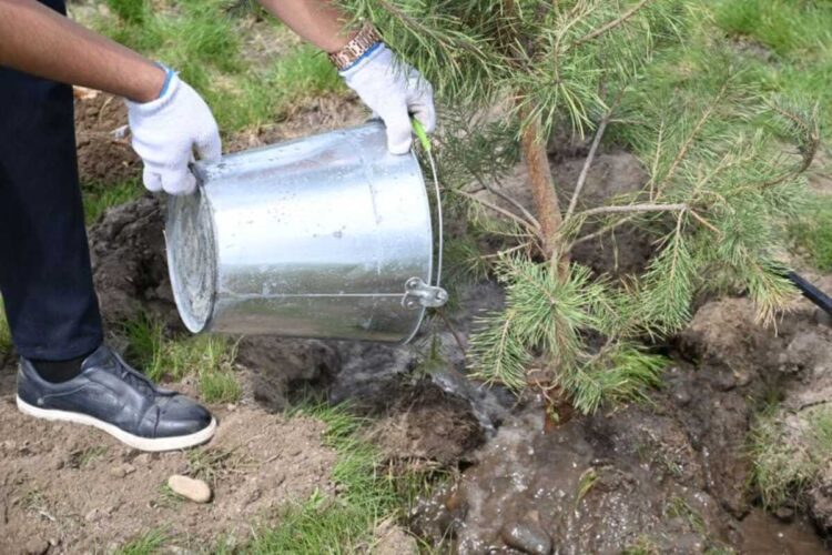 Масштабное озеленение Казахстана выходит на финишную прямую