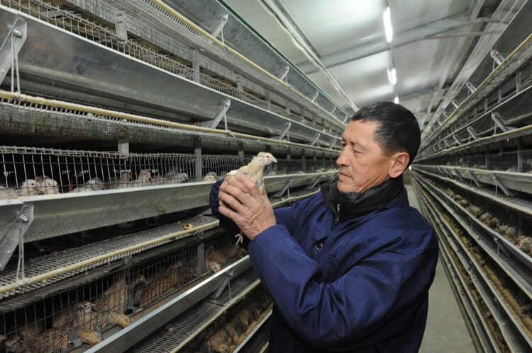 Единственная крупная перепелиная фабрика в Жетісу расширяет производство