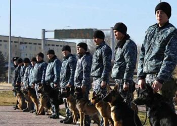 Масштабные учения полицейских кинологов прошли в Жетiсу