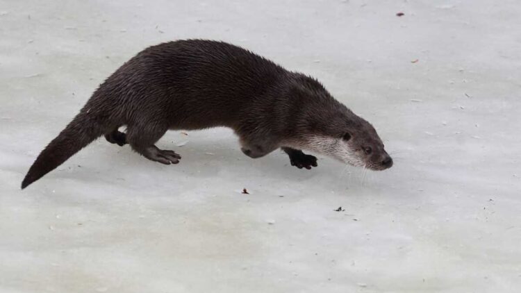 Редкую среднеазиатскую выдру зафиксировали вблизи Талдыкоргана