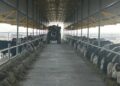 Современная откормочная площадка на 2 500 голов запущена в Аксуском районе
