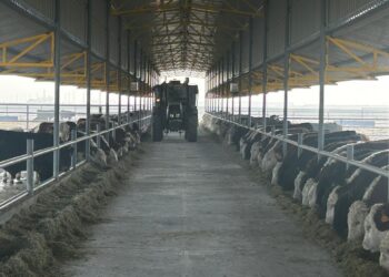 Современная откормочная площадка на 2 500 голов запущена в Аксуском районе