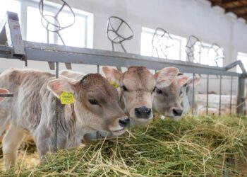 Животноводство Жетісу набирает темп: регион усилил производство и инвестиции