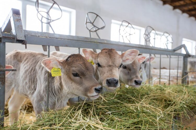 Животноводство Жетісу набирает темп: регион усилил производство и инвестиции