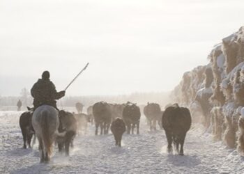 Панфиловский район становится мясным хабом, но теряет пастбища