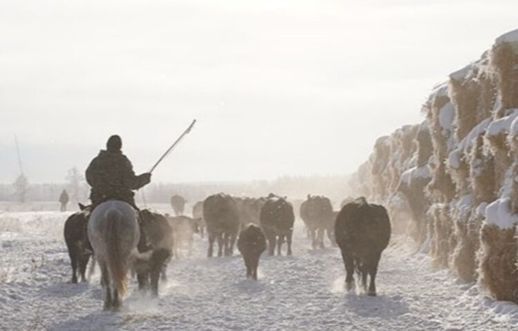Панфиловский район становится мясным хабом, но теряет пастбища
