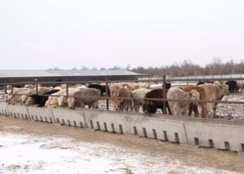 Как в Коксуском районе развивают откормочное животноводство
