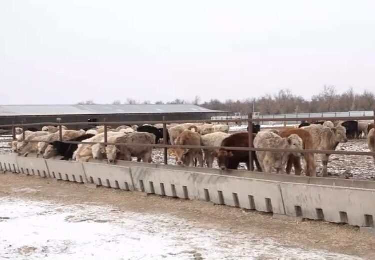 Как в Коксуском районе развивают откормочное животноводство