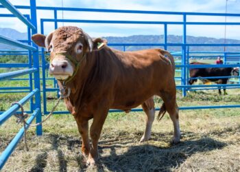 Пятилетка прорыва: Что сулит фермерам Жетісу новый Комплексный план развития
