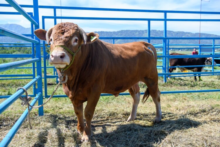 Пятилетка прорыва: Что сулит фермерам Жетісу новый Комплексный план развития