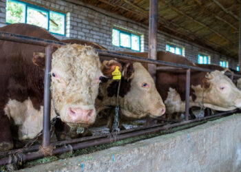 «Ауыл аманаты» в Жетісу: как программа меняет жизнь села