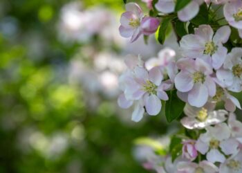 Экологический туризм Жетісу набирает высоту