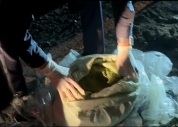 736 кг наркотиков изъято за 2025 год в Жетісу