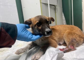 Как волонтеры Жетісу спасают бездомных животных