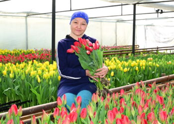 Нереально красивый бизнес: В Жетісу многодетная мама выращивает тысячи тюльпанов