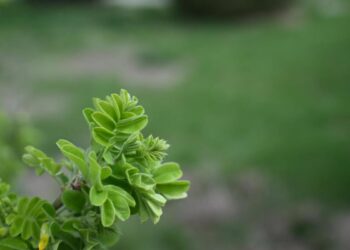 В регионе в рамках «Таза Қазақстан» благоустроят парки, аллеи и дворы