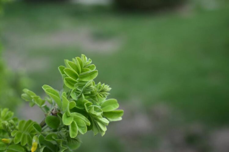 В регионе в рамках «Таза Қазақстан» благоустроят парки, аллеи и дворы